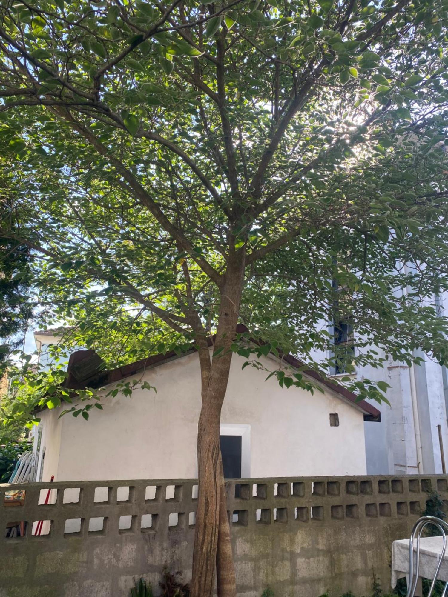 Casa Elisa 8 Villa Bellaria-Igea Marina Eksteriør billede